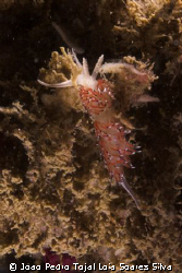Caloria elegans with orage cerata. Until recently this wa... by Joao Pedro Tojal Loia Soares Silva 